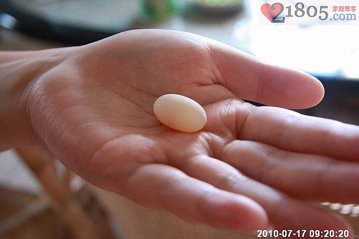 白色的乌龟蛋