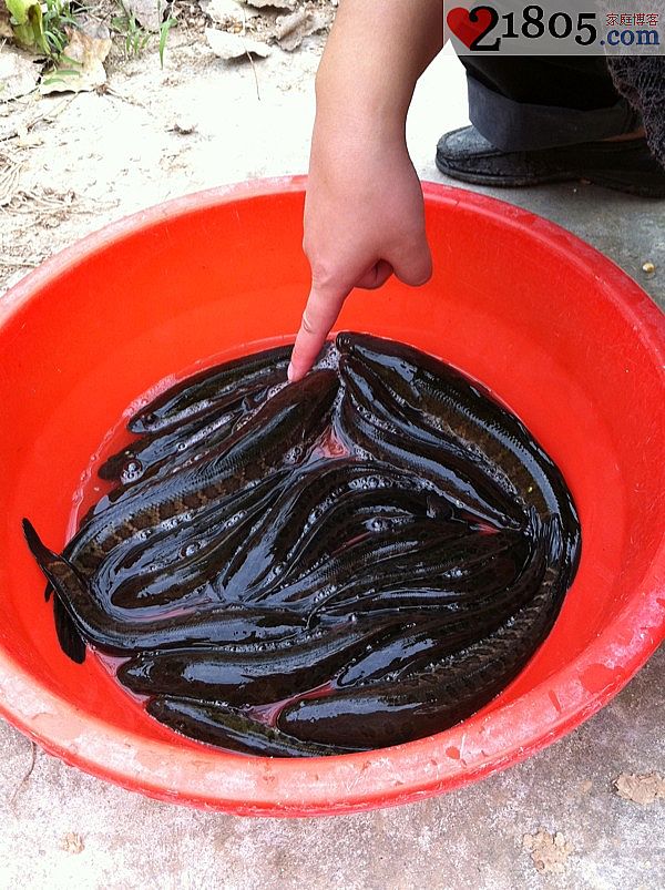 一天钓到了十九条野生黑鱼，都不是很大